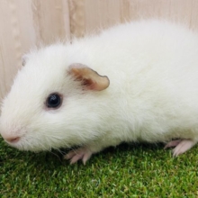 ☁️ふわふわ〜☁️まっしろテディモルモットちゃんの登場です⭐️ テディモルモット　白　男の子