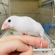 ケージデビュー‼️1人餌です！！うぶうぶ白ちゃんですよ(*´∇｀*) 白文鳥