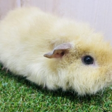 もふもふのモルちゃん⭐️  テディモルモット　男の子