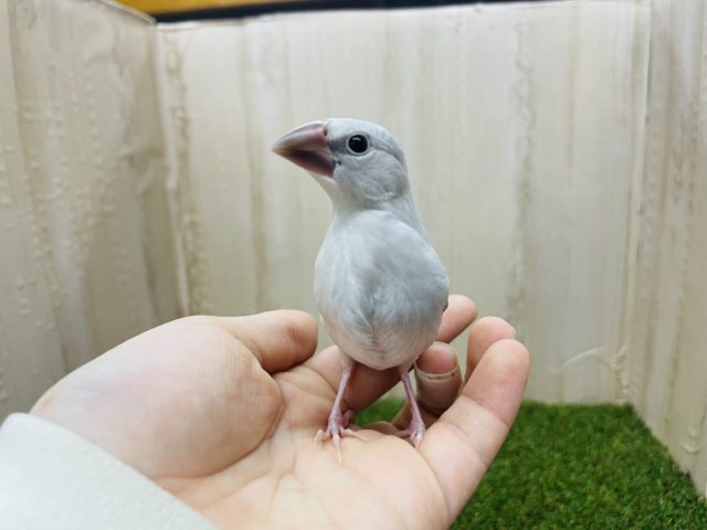 シルバー文鳥