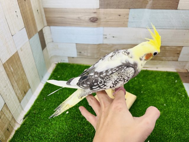 オカメインコ