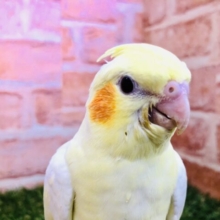 オカメと言えば！　PART１　オカメインコ　ルチノー　R４　１２／１７撮影