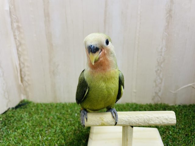 コザクラインコ（小桜インコ）