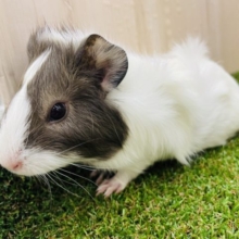 ミルクチョコレートのようなモルモットちゃんズ！　アビシニアンモルモット　チョコホワイト　女の子