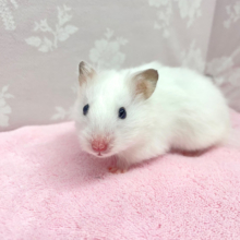 癒し♡長毛ハムスター(ホワイト)女の子2022年10月生まれ