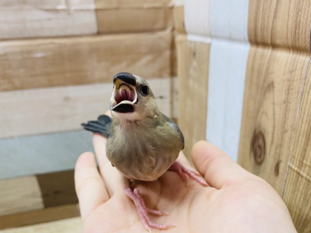 桜文鳥