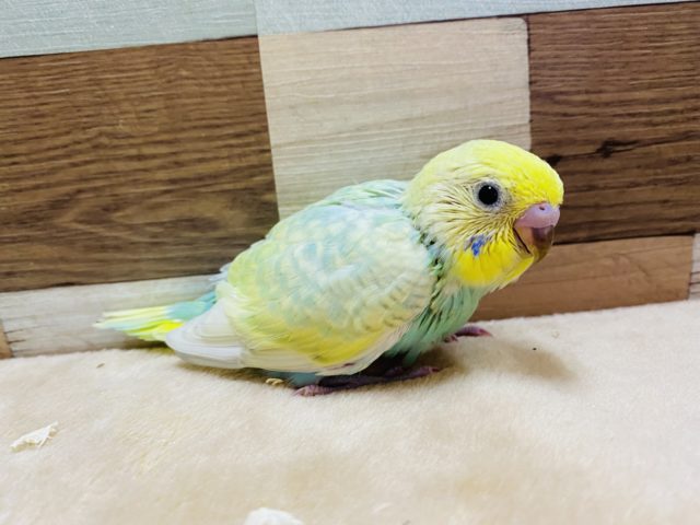 好奇心旺盛☆元気いっぱいのセキセイインコ！