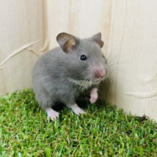 ちょっぴり薄めなブラックさん！　カラーハムスター　ブラック系　女の子