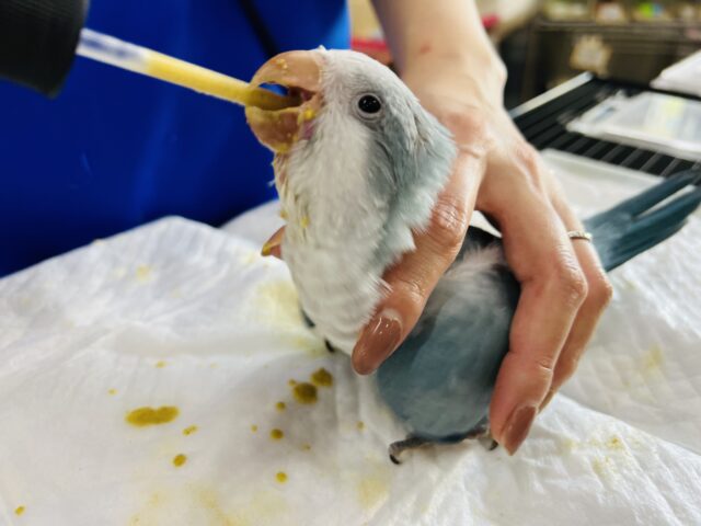 オキナインコ