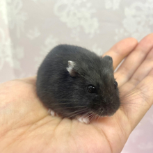 真っ黒♡リアルブラックハムスター 女の子 2022年8月生まれ