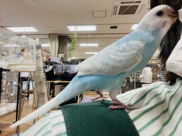 セキセイインコ