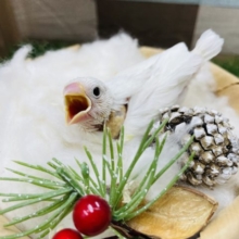 真っ白かわいい天使ちゃん！白文鳥のヒナ！！