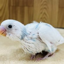 将来が楽しみな子♫セキセイインコ(ハルクイン) ヒナ