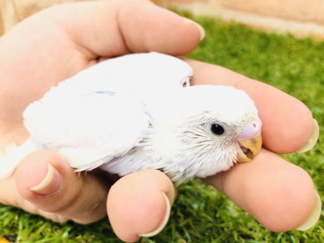 こんなカラー見たことない！　セキセイインコ　ウィング　Ｒ４　１２／２２撮影