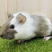 ミルクチョコレートのようなモルモットちゃんズ！　アビシニアンモルモット　チョコホワイト　女の子　