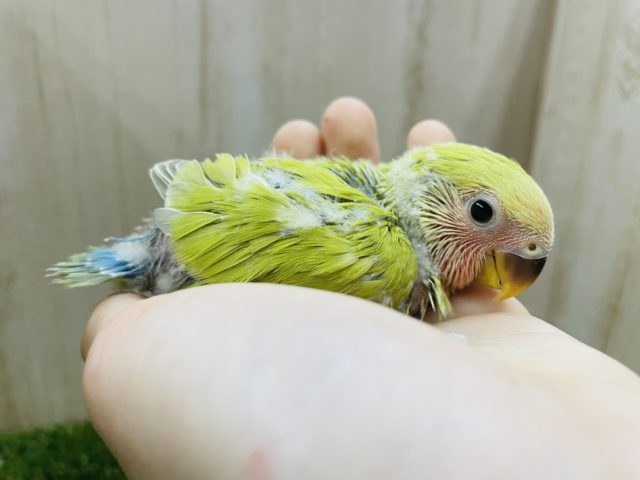 コザクラインコ（小桜インコ）