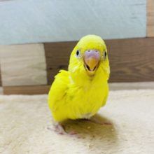 ふわっと感の可愛いセキセイインコ♡パイドカラー