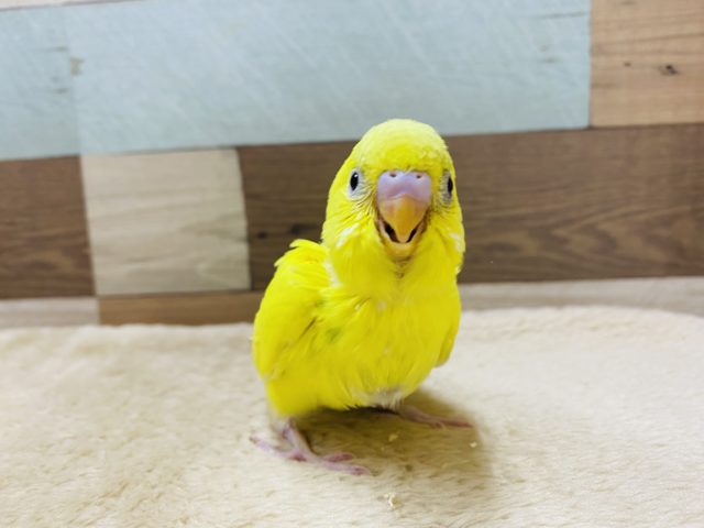 ふわっと感の可愛いセキセイインコ♡パイドカラー