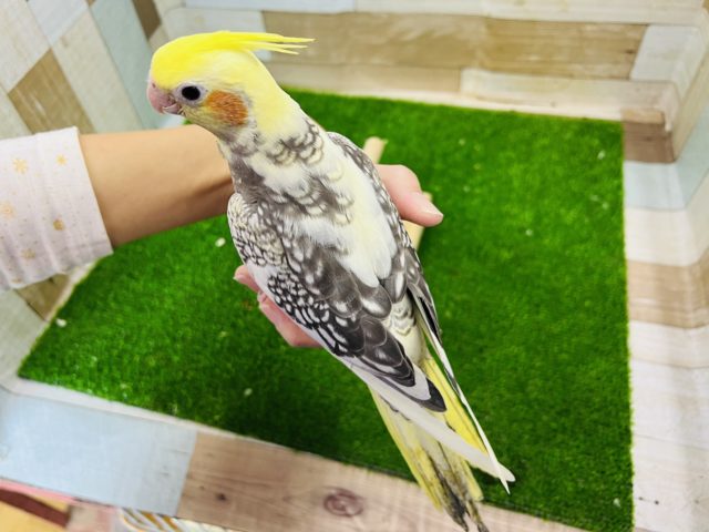 オカメインコ