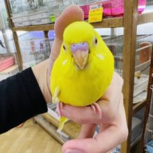 手乗りルチノーセキセイインコいますよー！