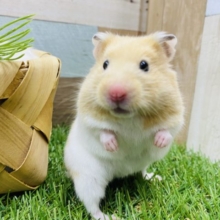 最新画像有り☆あまり見かけない？？クリームバンデットカラーのゴールデンハムスター！