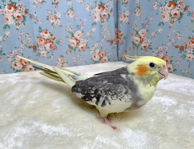 オカメインコ