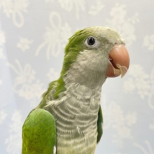 お茶❤️オキナインコ(グリーン)  2022年8月生まれ