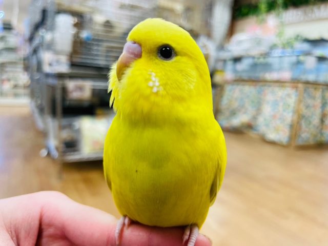 セキセイインコ