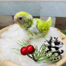 明るめグリーンで可愛いコ！セキセイインコのスパングル！