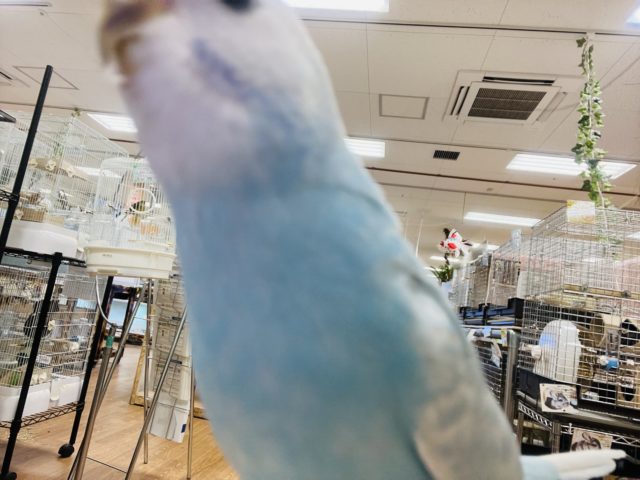 セキセイインコ