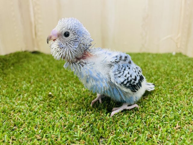 爽やかカラー✨水色セキセイさん！　セキセイインコ　オパーリン