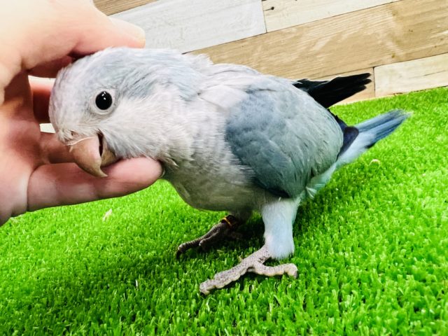 オキナインコ