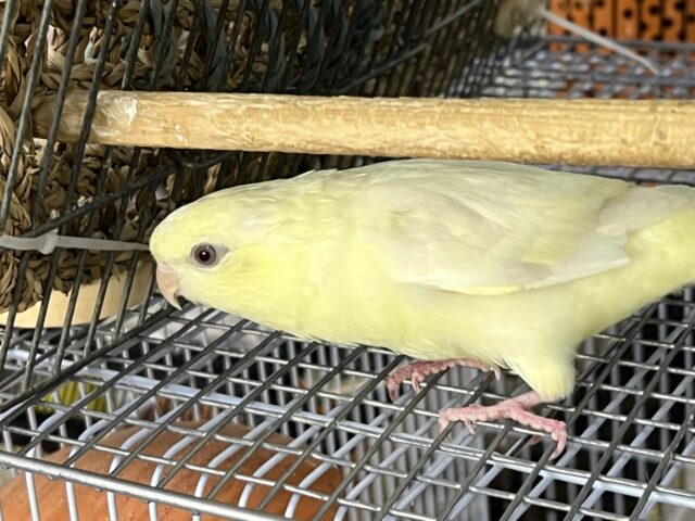 サザナミインコ