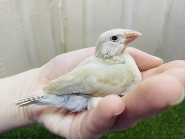 最新画像になりますよ❗️まだまだ人気が止まらない！！淡めカラーのシナモン文鳥さん‼️