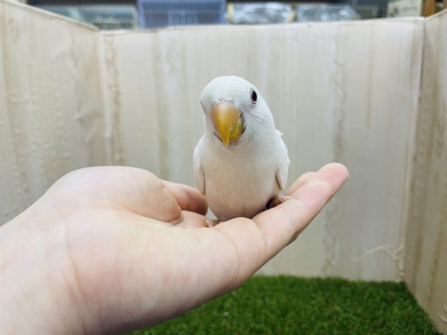 コザクラインコ（小桜インコ）