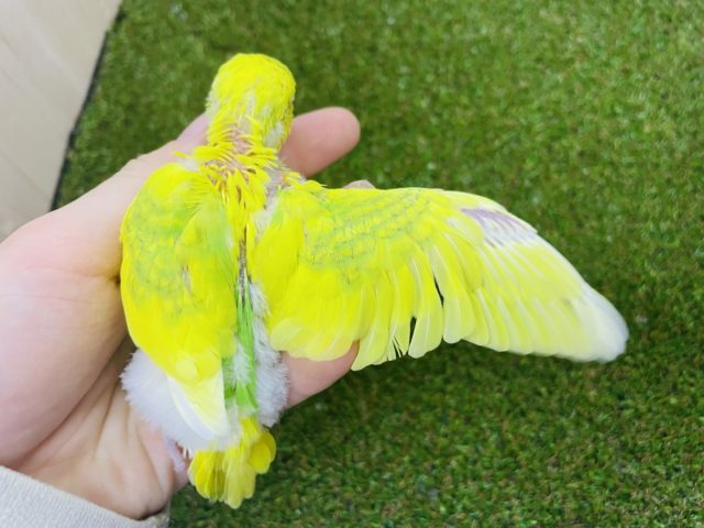 セキセイインコ