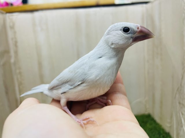 1人餌です‼️最新画像になりますよ❗️魅力的なシルバーカラー！！うぶうぶ文鳥さん！　シルバー文鳥