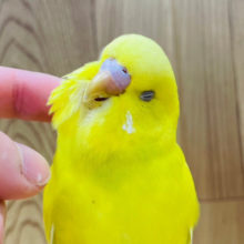 上目遣いが得意技♪セキセイインコ(ハルクイン)