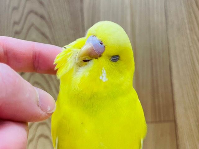 上目遣いが得意技♪セキセイインコ(ハルクイン)