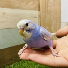 最新画像有り☆つぶらな瞳で優しい雰囲気のセキセイインコ！スパングルカラー☆