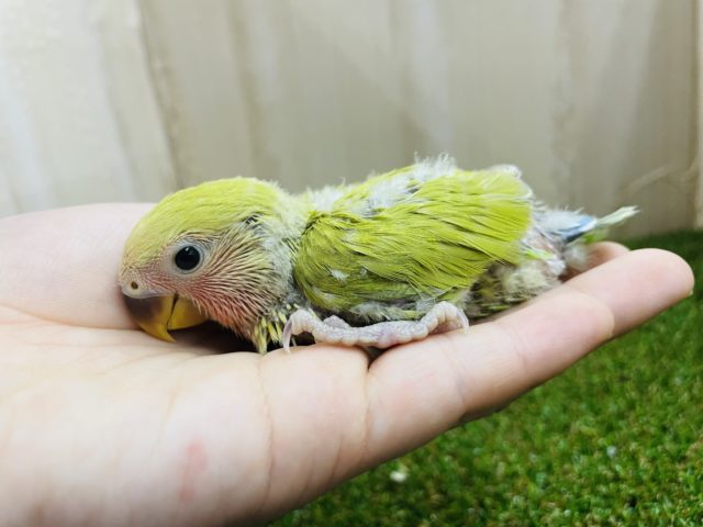 コザクラインコ（小桜インコ）