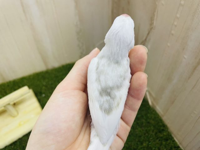 白文鳥