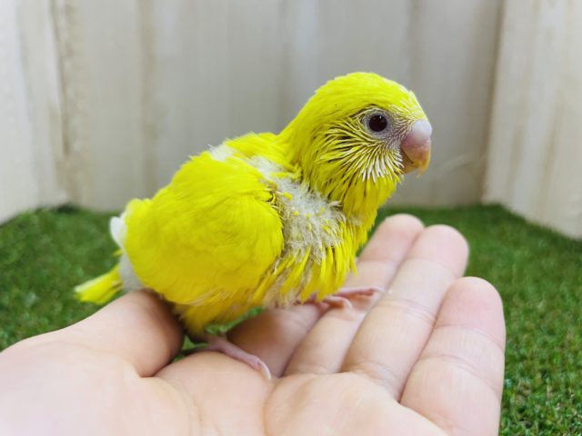 セキセイインコ