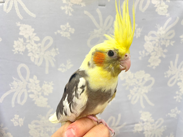 オカメインコ パイド オス 1811262 | feyalegria.edu.bo