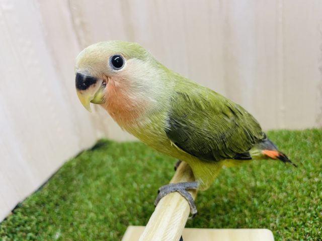 ♪1人餌です♪ 深めな色合いコザちゃん！！　コザクラインコ　オリーブ