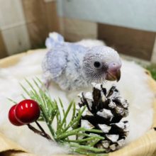 小柄な感じがたまりません！！セキセイインコのスパングル！