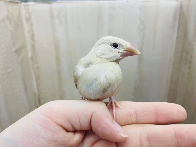 シナモン文鳥