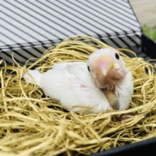 カメラに目線をくれちゃう可愛いコ！白文鳥！