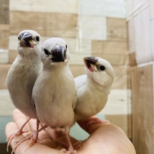 あと3羽になります！！限定5羽☆シルバー文鳥祭り開催中！！