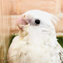 珍しいカラーが久しぶりの入舎！　オカメインコWFシナモンパールパイド　Ｒ4 １２／２２撮影